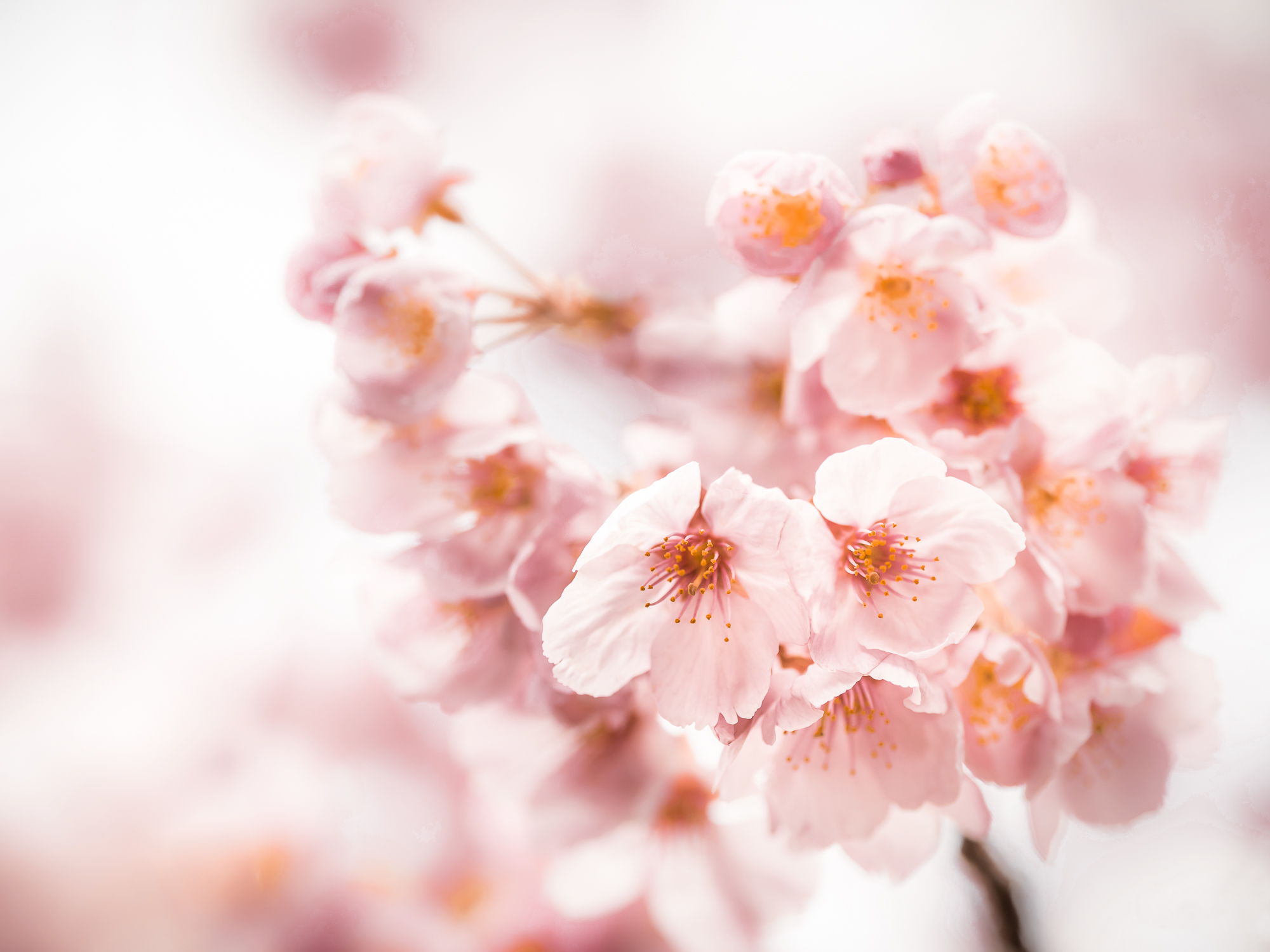 fiori-rosa-pesco-rilassanti